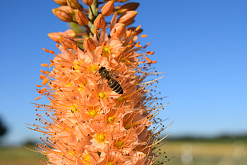 Flowers, Flower, Bee, Pollination, Eremurus HD wallpaper