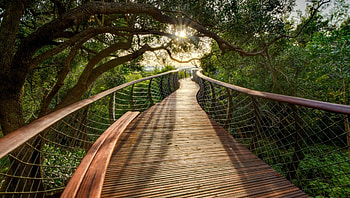 magnificent walkway r, bench, bridge, r, forest, sunrise, walkway HD wallpaper