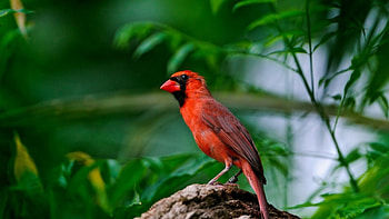 red bird, trees, wings, leaves, rock HD wallpaper
