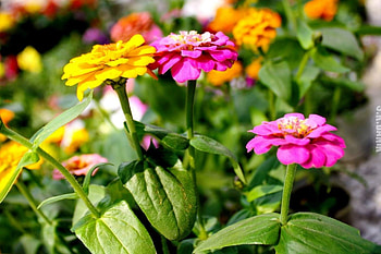 Beauty of Flower, Coolman, Moumita, Nature, Flower HD wallpaper