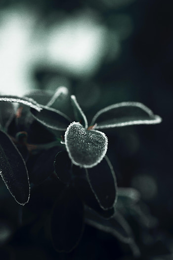 Leaves, Ice, Plant, Macro HD phone wallpaper