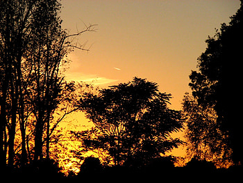 touch of purple, purple, trees, ohio, gold, sunset HD wallpaper