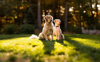 Baby Golden Retrievers, Heart-melting cuteness, Pure joy and happiness, Adorable innocence HD wallpaper