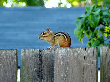 Sitting On The Fence, graphy, Sitting, Fence, Chipmunk, Animal HD wallpaper
