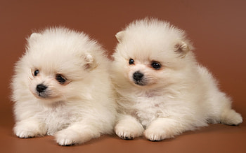 Animals, Couple, Pair, Toddlers, Kids, Puppies HD wallpaper