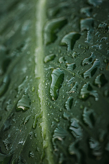 Water, Drops, Macro, Wet, Sheet, Leaf HD phone wallpaper