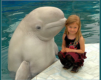 Cute , love, baby, cute, , dolphin, cut HD wallpaper