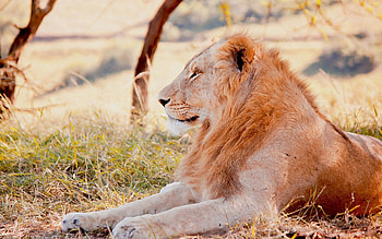 Animals, Grass, To Lie Down, Lie, Field, Lion, Predator HD wallpaper