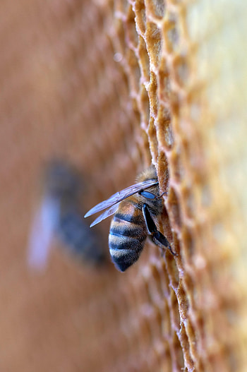 Animals, Insect, Honeycomb, Shoulder, Apiary HD phone wallpaper