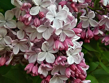 lilacs, pink, flowers, petals HD wallpaper