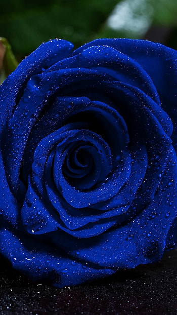 Blue Rose, Natural, Flower, waterdrops HD phone wallpaper