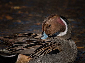 Pintail Duck, duck, birds, graphy HD wallpaper
