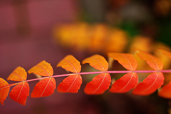 Beautiful leaves, color, Fall, orange, pretty, yellow, , autumn, nature, ochre HD wallpaper