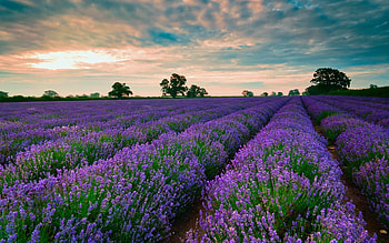Lavender, , Breathtaking background, Nature's tranquility HD wallpaper