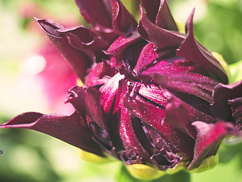 Flower, Macro, Petals, Bud HD wallpaper