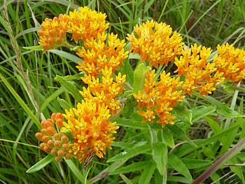 *** Yellow Flowers ***, natura, kolor, zolty, kwiaty HD wallpaper