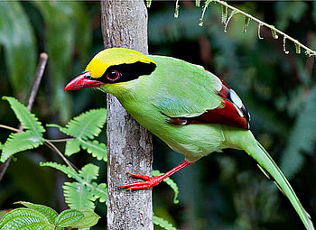 Beautiful Bird, colors, beautiful, bird HD wallpaper