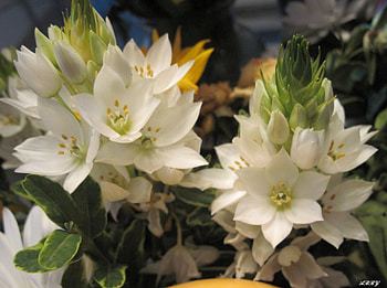 Bouquet of flowers, white, graphy, yellow, green, flowers HD wallpaper