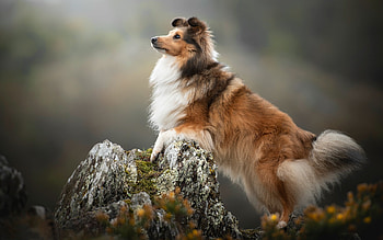 Shetland Sheepdog, wood, Sheltie, moss HD wallpaper