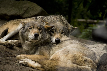 Wolves, white, timber, saying, black, , wolf, canislupus, howling, wolf art, wisdom HD wallpaper