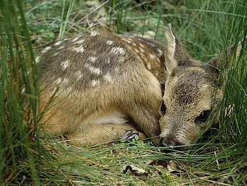 sweet baby, sweet, fawn, deer, baby, nature, grass HD wallpaper