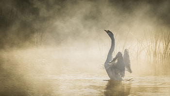 Mute Swan In Pond, swan, birds HD wallpaper