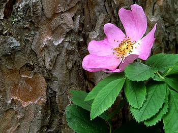 Pink flower, pink, flowers HD wallpaper