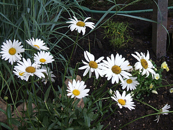perfect eye, white, flowers, green, daisies HD wallpaper
