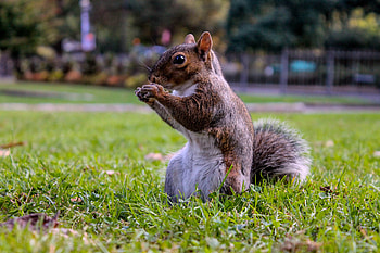 Animals, Squirrel, Food, Grass, Sit HD wallpaper