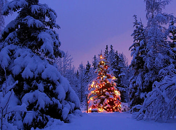 Holidays, New Year, Snow, Fir-Trees, Park, Evening, Garland HD wallpaper
