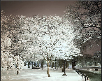 Winter park, winter, river, bench, par, snow, cold, trees, deserted HD wallpaper