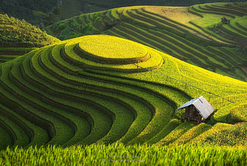 Mu Cang Chai, Green Hills HD wallpaper