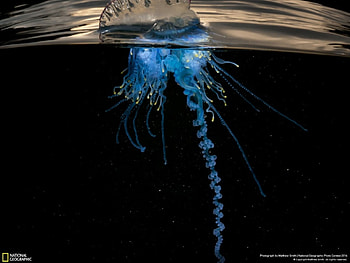 Jellyfish, blue, oceans, animals, beautiful, water, national geographic HD wallpaper