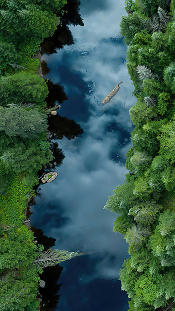Forest River, Rivers HD phone wallpaper