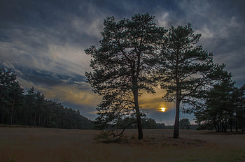 Nature, Trees, Sunset, Sky, Night HD wallpaper