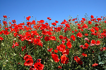 Flowers, Sky, Poppies, Summer, Greens, Polyana, Glade, Sunny HD wallpaper