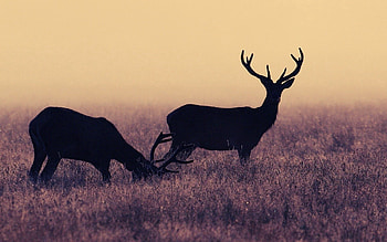 Animals, Grass, Deers, Hoarfrost, Frost HD wallpaper
