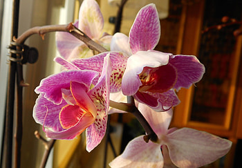 Flowers, Close-Up, Branch, Orchid HD wallpaper
