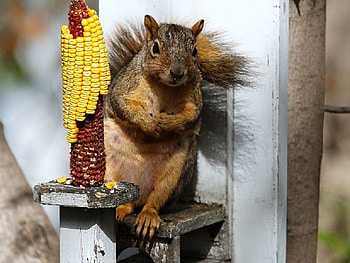 Can I Have a Bite, fur, corn, wood, sqirrel HD wallpaper