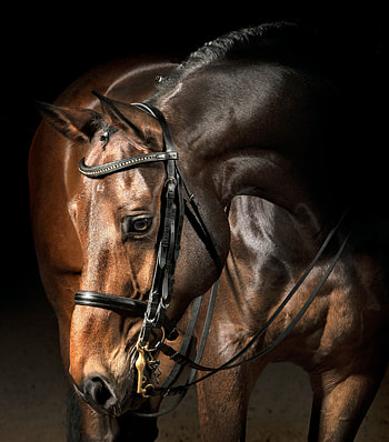 Horse 1, bridle HD phone wallpaper