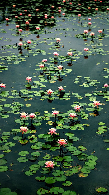 Water Lily, Flowers HD phone wallpaper