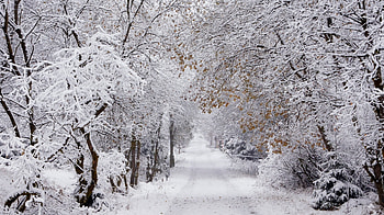 Amazing Winter graphy, Winter, graphy, Snow, Trees, Nature, Forests HD wallpaper