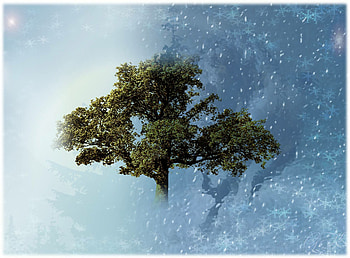 tree 2, nature, forces of nature, tree HD wallpaper