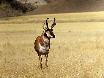 Pronghorn_Antelope, cool, antelope, pronghorn HD wallpaper