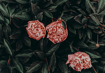 Flowers, Leaves, Peonies, Petals HD wallpaper