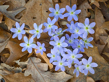 beautiful color combination lovely, gorgeous, combination, color, pretty HD wallpaper