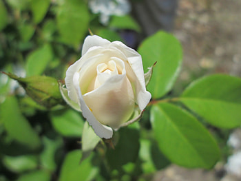 Bloom New Rose, outdoor, garden, white rose, nature, bloom HD wallpaper