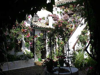 flower patio, spain, patio, wall, flowers, cordoba, andalucia HD wallpaper