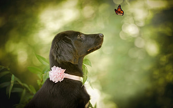 Dog and butterfly, animal, dog, bokeh, black, butterfly, green, cute, caine HD wallpaper