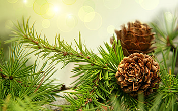Bumps on fir tree, Unique patterns, Natural textures, Close-up view HD wallpaper